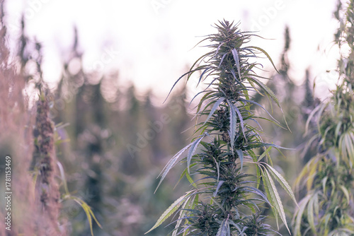 Field landscape with cannabis, used for medical treatment of fatal diseases like cancer, smoking for fun causing addiction, and for industrial use like constructions, textile production, insulation.