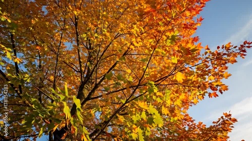 Wallpaper Mural Autumn leaves swaying in the wind under bright blue sky   Torontodigital.ca