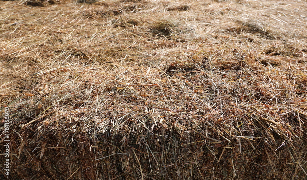 Naklejka premium Straw pile background and texture, side view