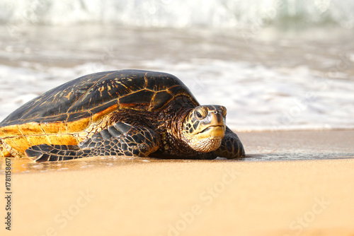 Green Sea Turtles Emerging from the surfs, coming ashore for a rest. Low angle shot. Maui, Hawaii, USA