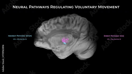 Basal Ganglia Motor Circuit on Black Background