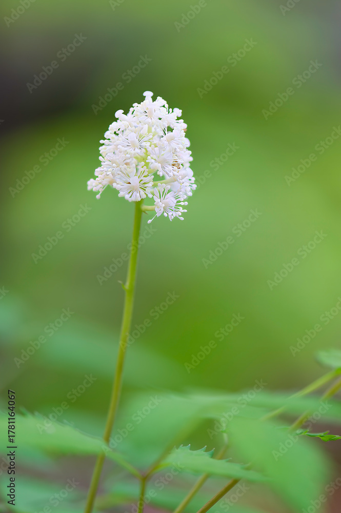 Fototapeta premium white baneberry
