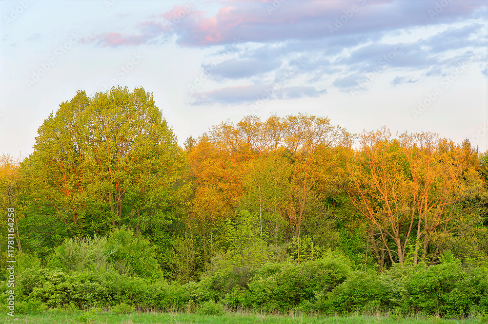 Fototapeta premium autumn landscape with trees