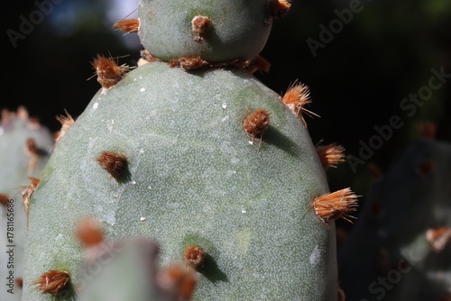 Opuntia basilaris var. brachyclada San Gabriel Mountains CAL lila Blüte kaktus opuncja