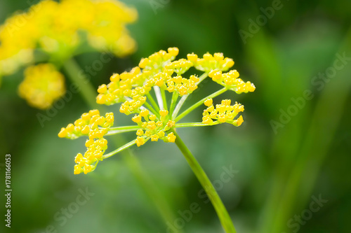 golden alexander wildflower