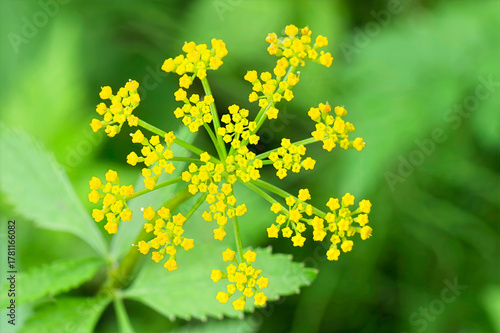 yellow flowers on green background