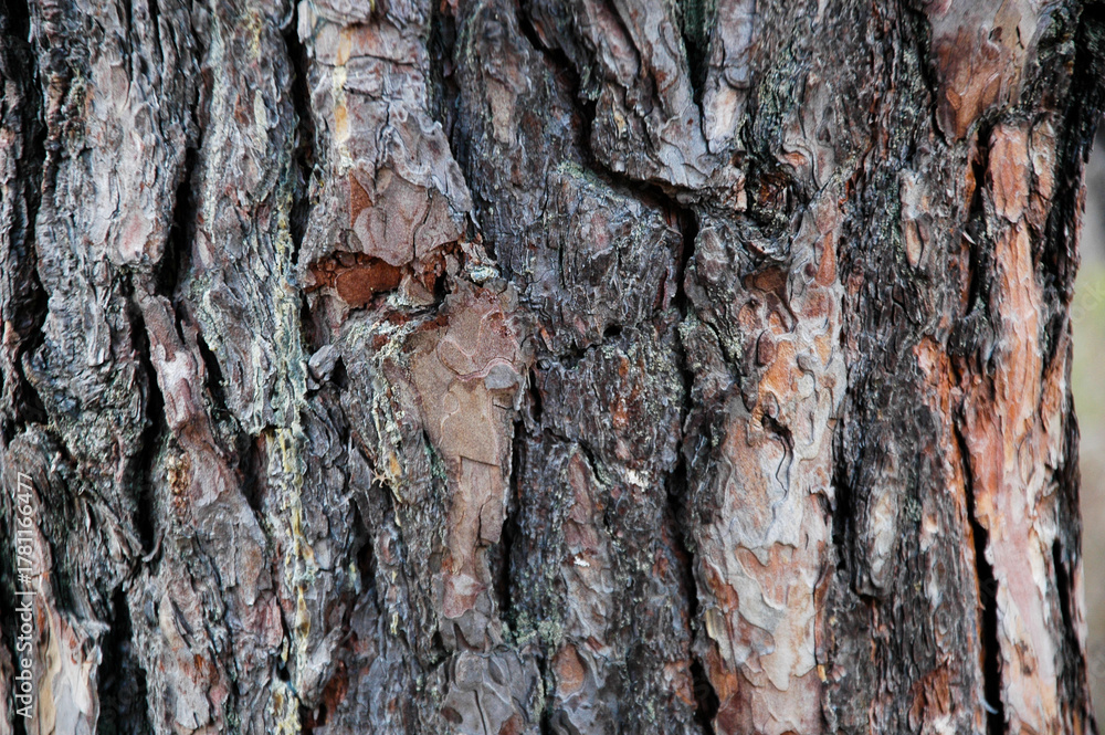 Obraz premium Texture