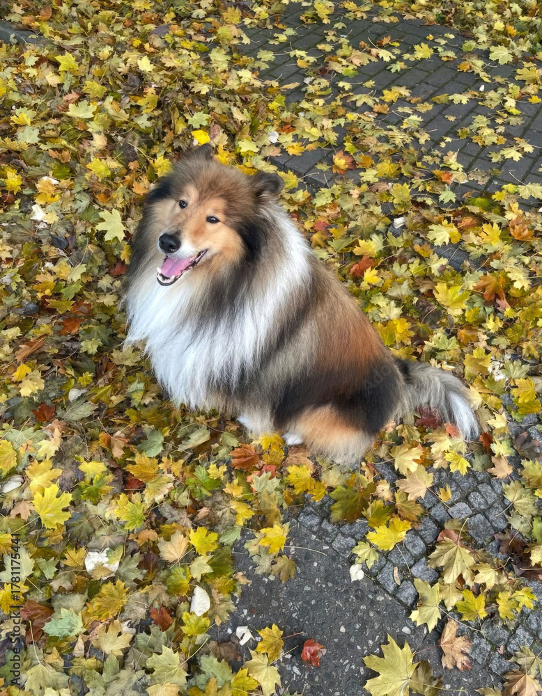 Φωτογραφία Fluffy Shetland Sheepdog revels in amber leaves, autumnal frolic, Canine Carniva