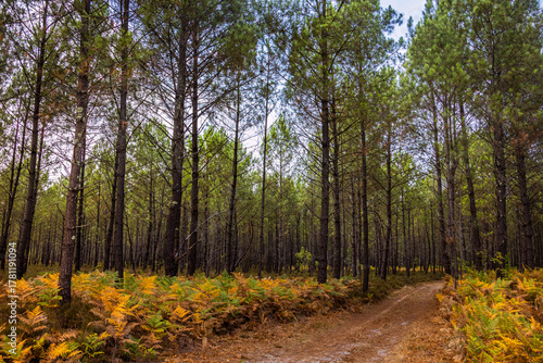 Forêt de Pins des Landes sur la commune de Linxe en France