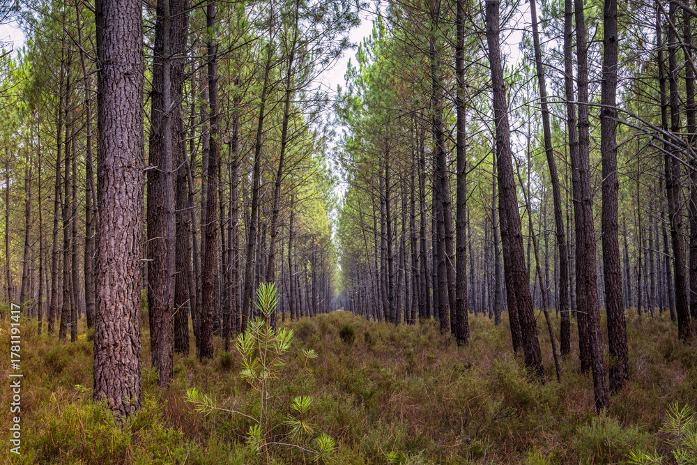 Fototapeta premium Forêt de Pins des Landes sur la commune de Linxe en France