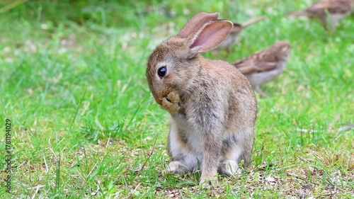 Immature Wild Rabbit, Oryctolagus cuniculus, sitting upright and licking itself to clean fur, nibbling and licking a forepaw before continuing to forage