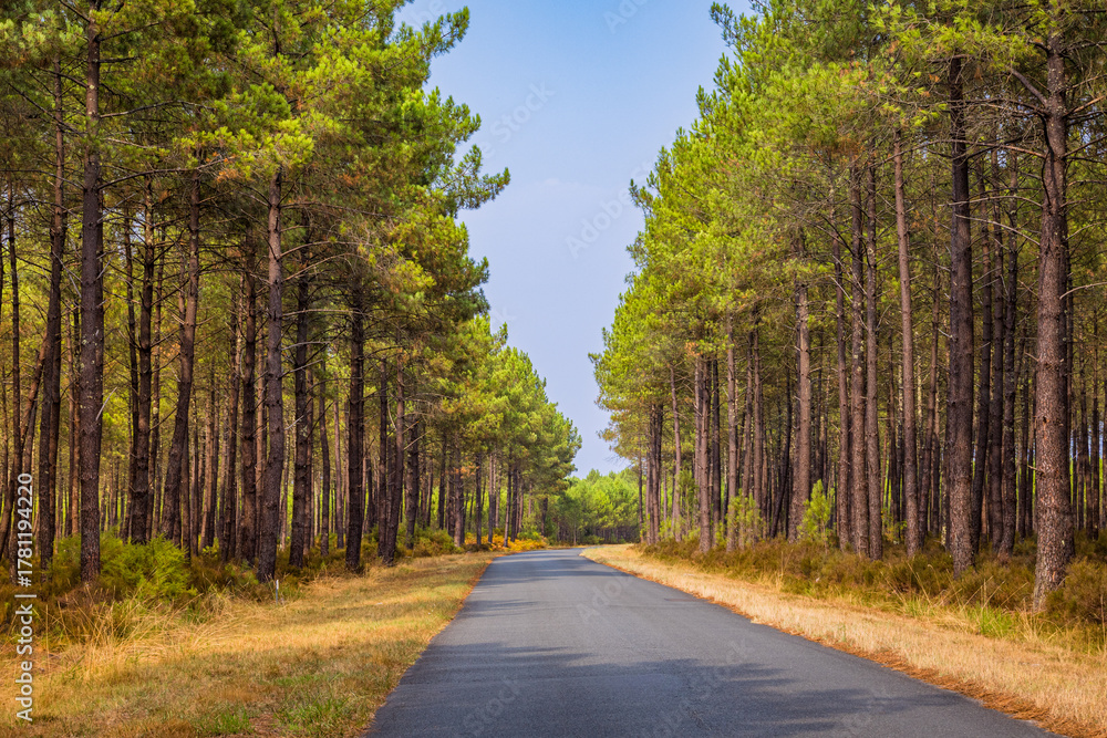 Naklejka premium Forêt de Pins des Landes sur la commune de Linxe en France