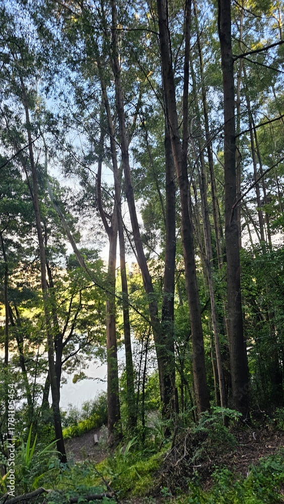 Fototapeta premium trees in the forest
