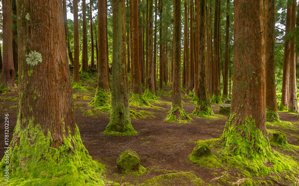 Fototapeta premium Dense forest in Viveiro da Falca, Terceira Island, Azores, with moss-covered tree trunks creating a lush green woodland atmosphere in this natural reserve