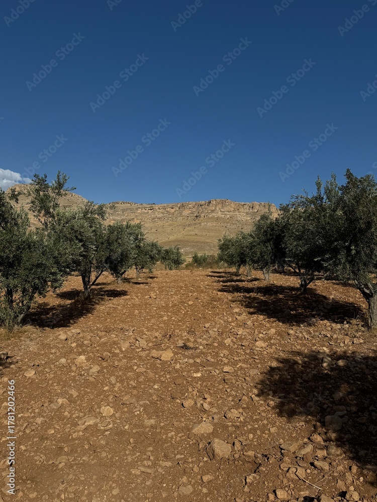 Fototapeta premium amoung branches, sunlight and peace.