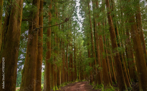Dense forest in Viveiro da Falca, Terceira Island, Azores, with moss-covered tree trunks creating a lush green woodland atmosphere in this natural reserve