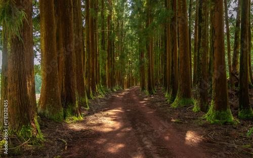 Dense forest in Viveiro da Falca, Terceira Island, Azores, with moss-covered tree trunks creating a lush green woodland atmosphere in this natural reserve