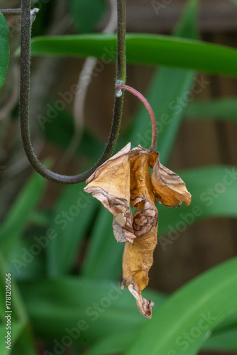 Withered Leaf on a Vine