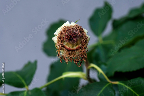 Withered Rosebud