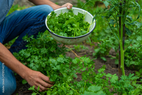 Canvas-taulu A farmer is harvesting cilantro in the garden. Selective focus.