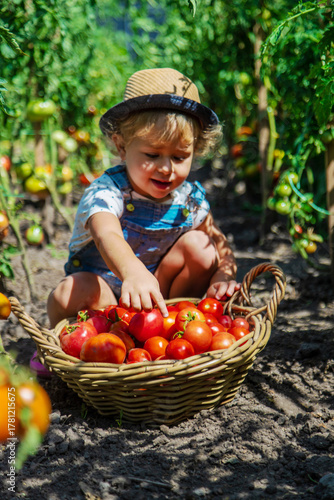 A child is harvesting tomatoes in the garden. Selective focus.