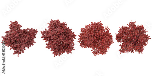 Obraz na płótnie Collection of Acer plants on transparent background from the top view