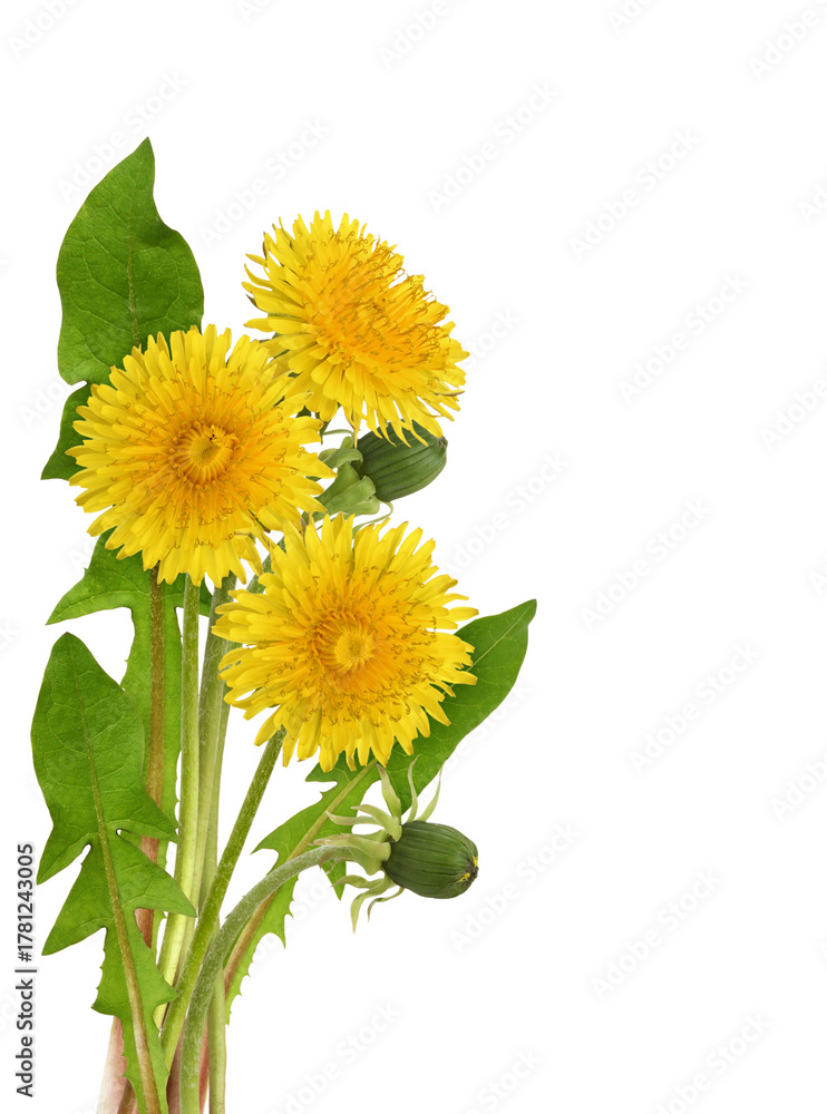 Fototapeta premium Yellow dandelion flowers and leaves in arrangement isolated on white or transparent background