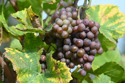 Rote Trauben am herbstlichen Weinstock