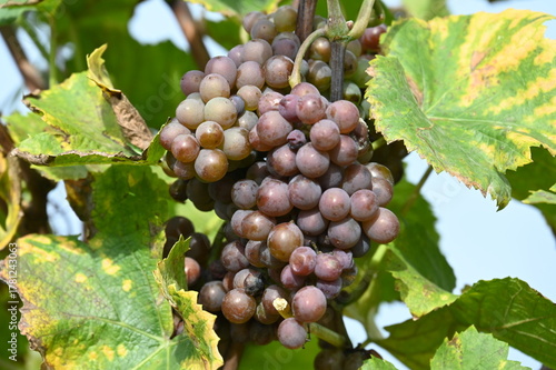 Reife rote Weintraube zwischen gelb-grünem Laub