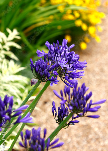 Close up of the dark blue flowers of the summer flowering herbaceous perennial garden plant agapanthus midnight star.