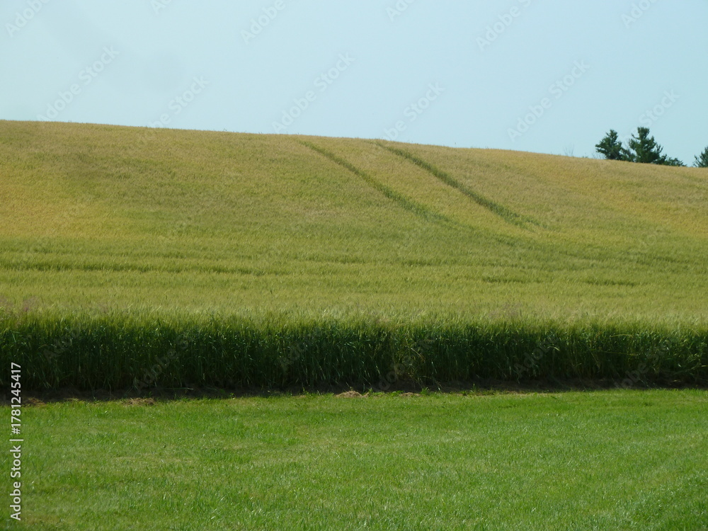 Fototapeta premium Tracks left by farm vehicles in a grain field - Traces de véhicules agricoles dans un champ de céréales
