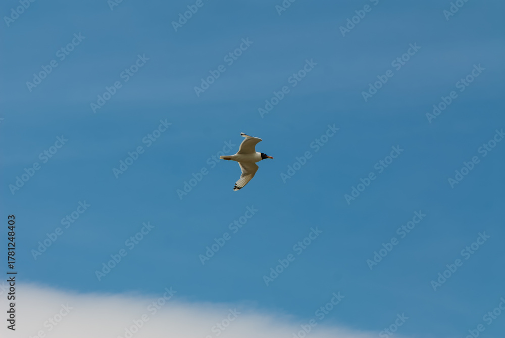 Fototapeta premium A lone seagull flies against a blue sky.