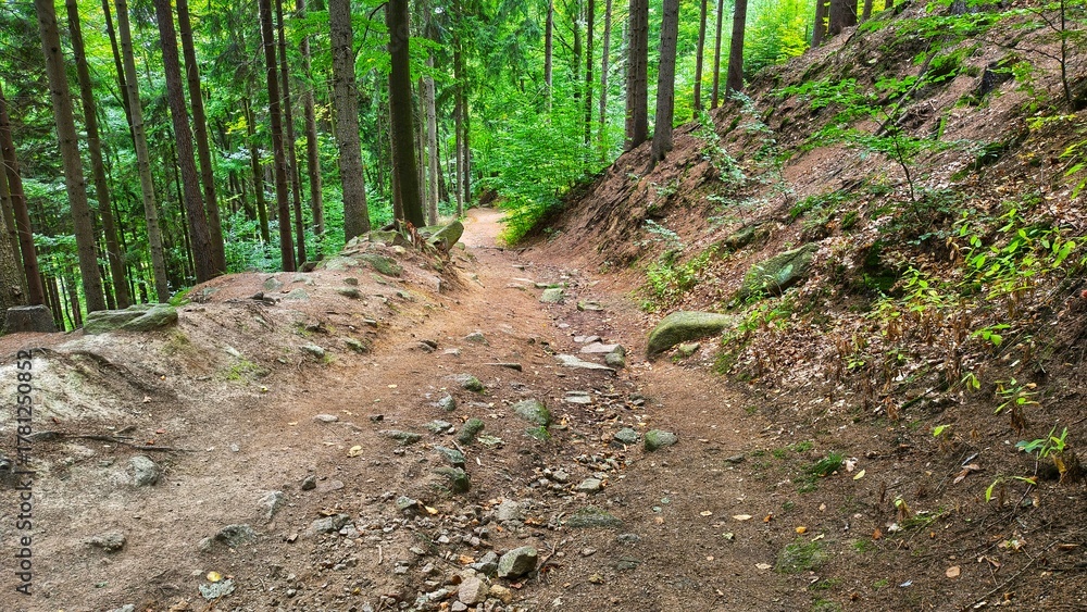 Fototapeta premium Szlak w górach 