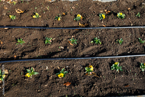 Top view of flower seedlings and drip irrigation system in soil bed. Sustainable gardening and eco watering concept