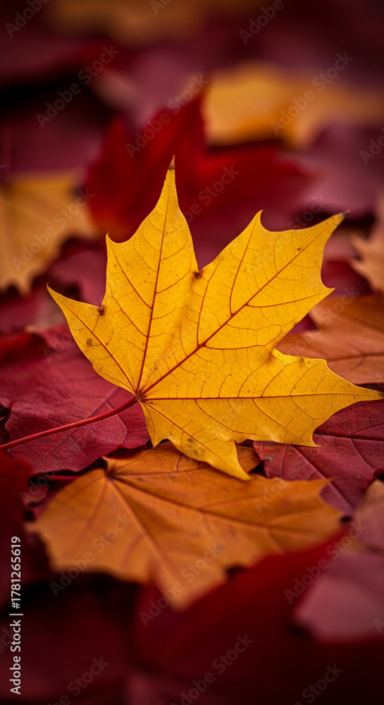 Fototapeta premium Close-up of a yellow maple leaf atop pile of fallen red and orange leaves, showcasing the seasonal transition and representing autumn's vibrant palette