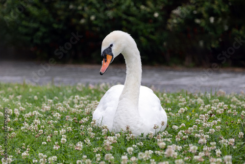 Papier peint Cigno bianco accovacciato sul prato fiorito