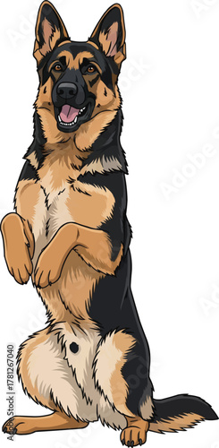 German Shepherd Dog standing on hind legs vector illustration