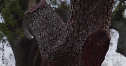 Close-up of a large tree branch showing natural texture and detail