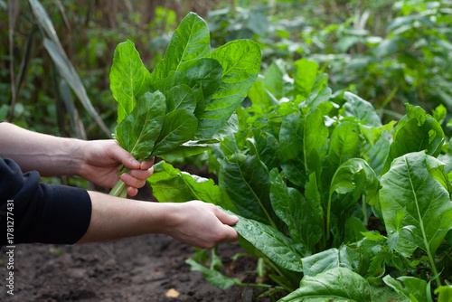 Giant spinach leaves in the ecological garden -  hervest time.