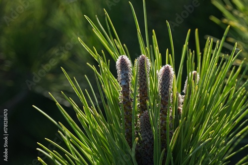 Fototapeta Naklejka Na Ścianę i Meble -  landscape in the Donana National Park in Andalusia