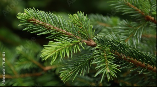 Balsam Fir Tree Tips: Lush Green Needles and Branches in Natural Christmas Decor