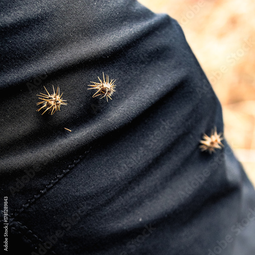 Cuadro en lienzo seed pods, also known as burrs, that have become attached to clothing
