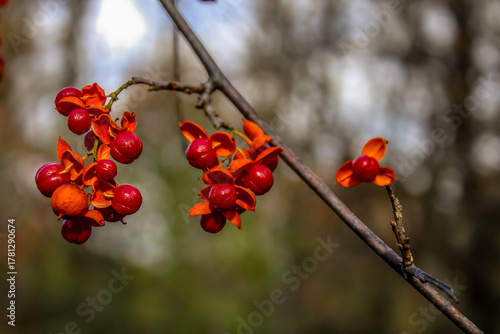 Canvas Print Showy berries of American Bittersweet abstract background with bokeh light effect