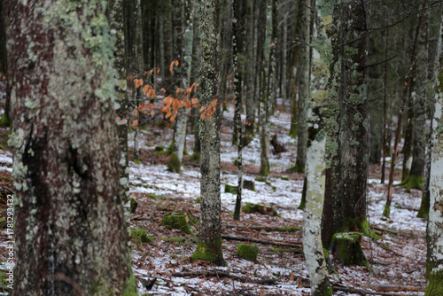 Landschaftsaufnahme im Schwarzwald im Wald im Winter