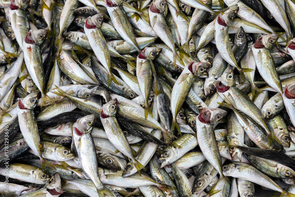 Fototapeta premium Fresh horse mackerel arranged in bulk at street fish stall.