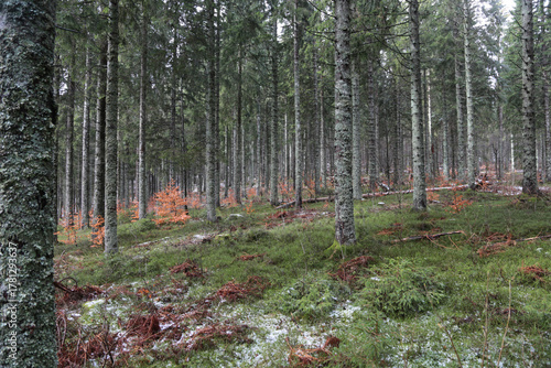 Landschaftsaufnahme im Schwarzwald im Wald im Winter