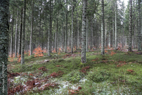 Landschaftsaufnahme im Schwarzwald im Wald im Winter