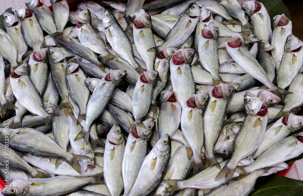 Fototapeta premium Fresh picarel fish displayed in bulk at market stall.