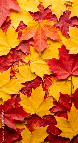 Wallpaper Mural Top view of maple leaf arrangement in yellow, red and orange, symbolizing autumn, change and harvest, suitable for seasonal concepts or festive event Torontodigital.ca