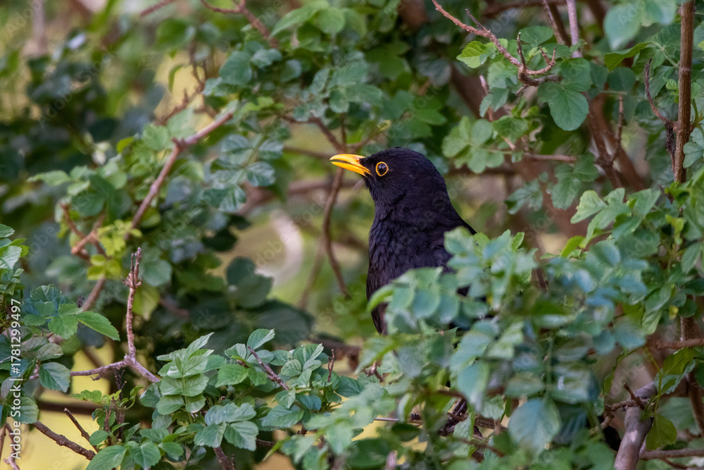 Obraz premium Common Blackbird (Turdus merula) in its natural habitat